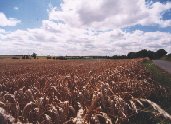 Fields