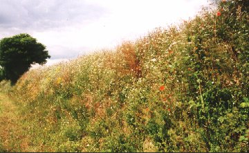 Hedge