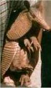 an armadillo @ Kabah